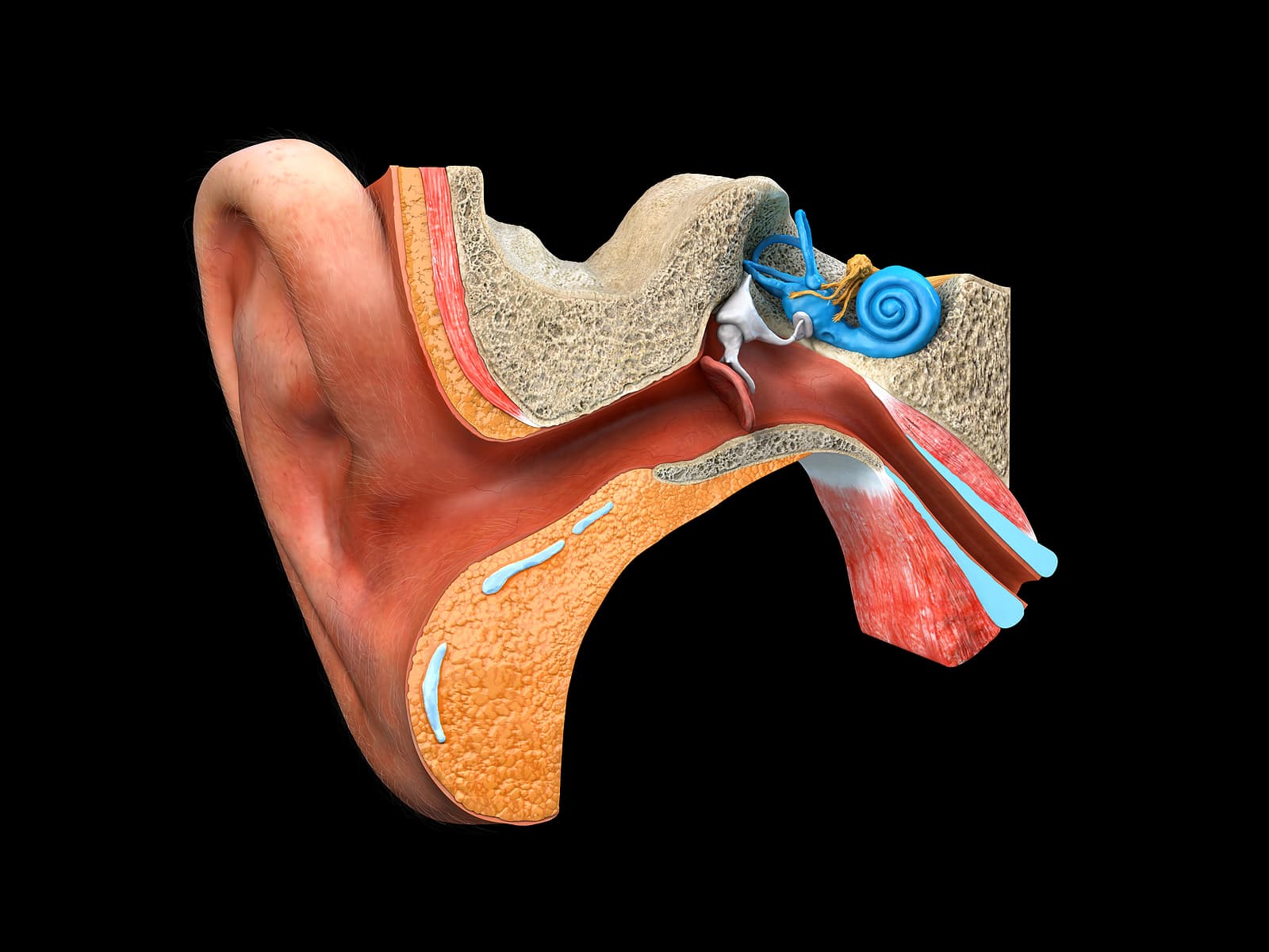 Vestibular Schwannoma And Acoustic Neuroma: Are They The Same Condition?